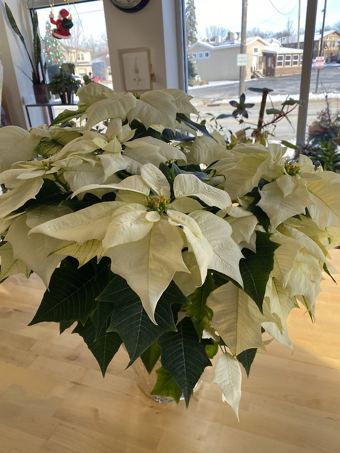 Snowy Poinsettia 8\'\' white