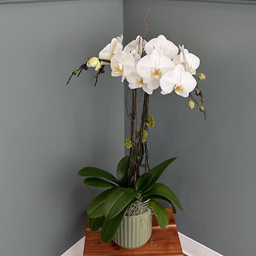 Large White Orchid Plant