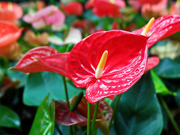 Anthurium Plant 4\'\' for Mom