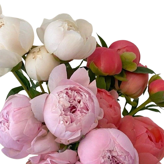 Pop of Peonies