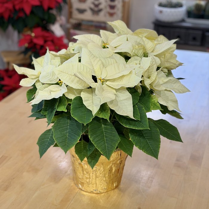 White Poinsettia 8.5\"