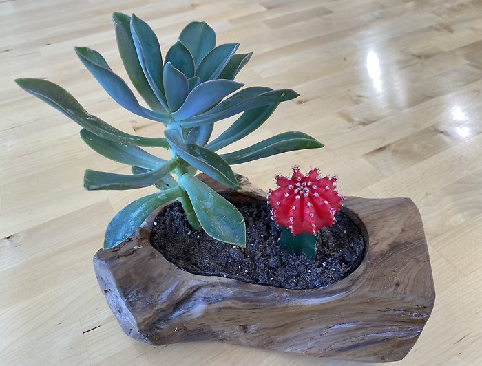 Woodland Succulent Garden