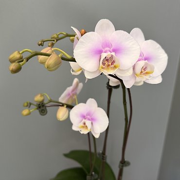 Petite Orchid Plant