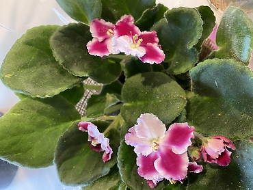 African Violet Plant 4\'\' Assorted Colors