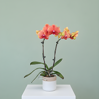 Orchid Planter - Medium