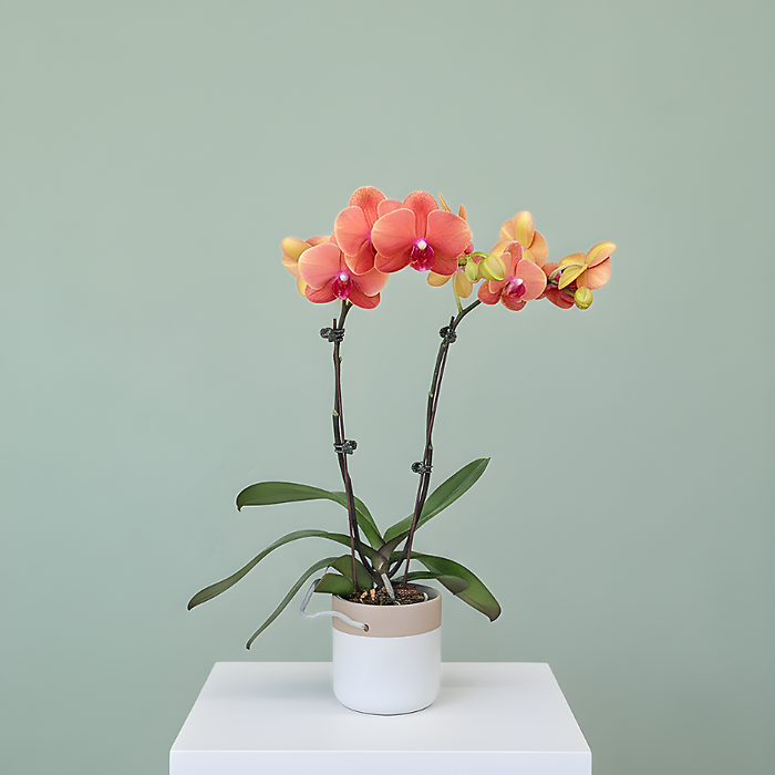 Orchid Planter - Medium