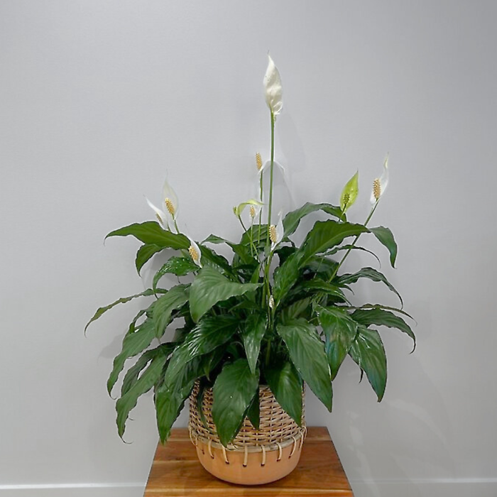Peace Lily with Terra Cotta Woven Pot