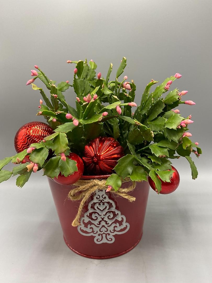 Christmas Cactus Plant, Assorted Colors