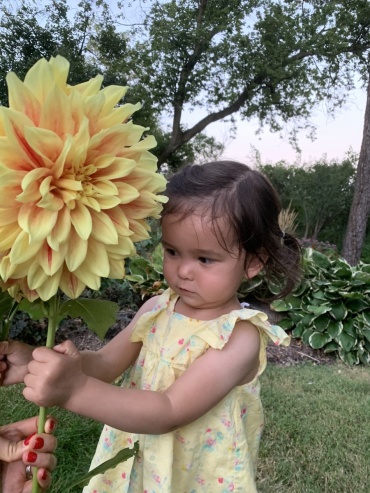 Local Grown Flowers