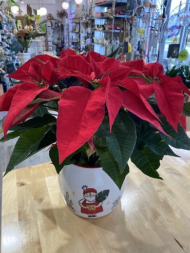 Poinsettia Plant 6\" in Christmas Pot