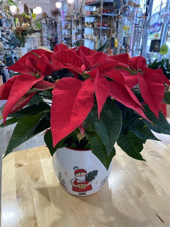 Poinsettia Plant 6\" in Christmas Pot