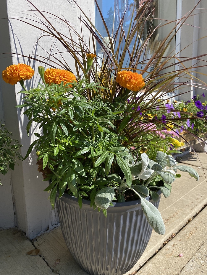 16\'\' Fall Planter