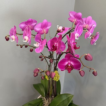 Large Orchid Plant