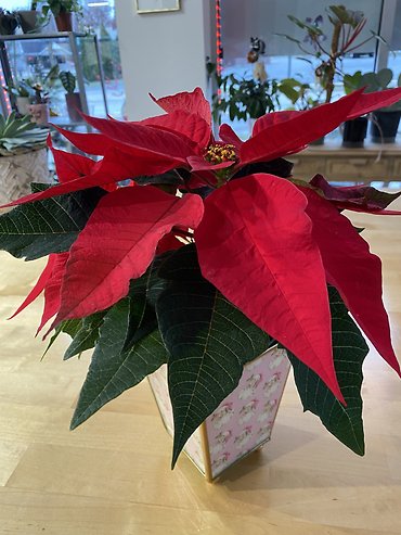 Jolly Holly Poinsettias 4”