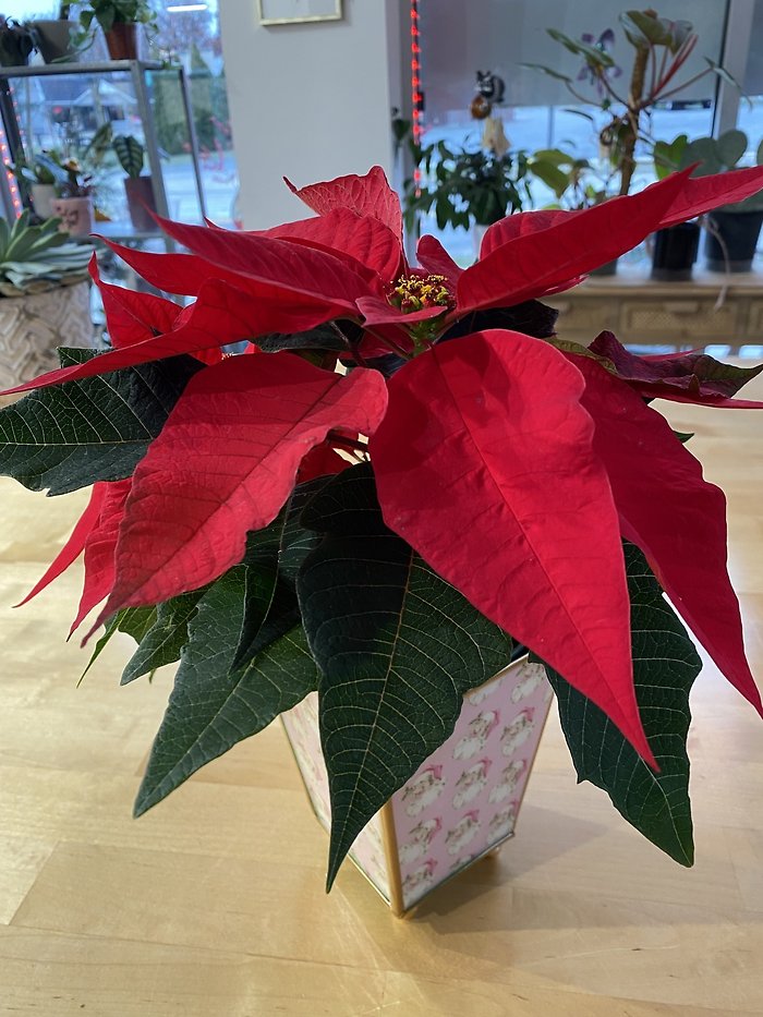 Jolly Holly Poinsettias 4”