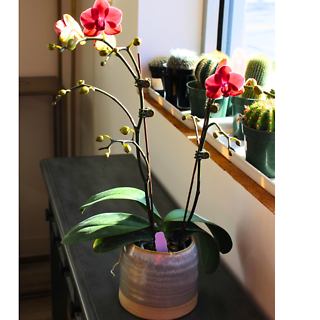 Small Orchid Plant Assorted Colors