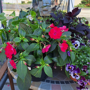 10\" Hanging Basket