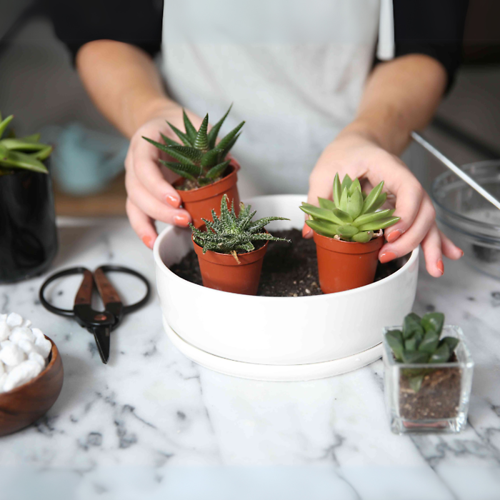 June 7 - Succulent Serenity