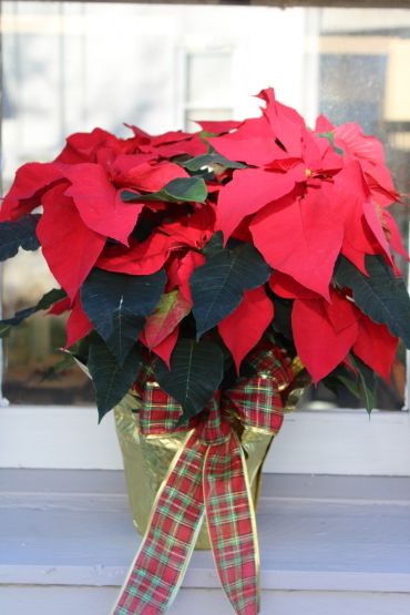 Christmas Poinsettia Plant 6.5”