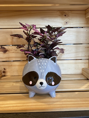 Raccoon planter