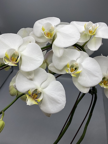 Orchid Plant 6\'\' Assorted Color