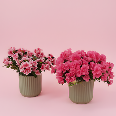 Azalea Plant
