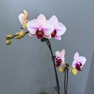 Petite Orchid Plant