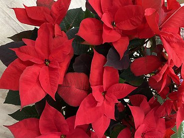 Poinsettia Plant 10\" (Sale)