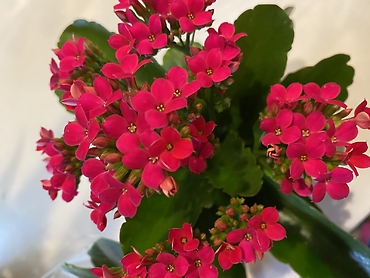 Kalanchoe Plant 4” assorted colors