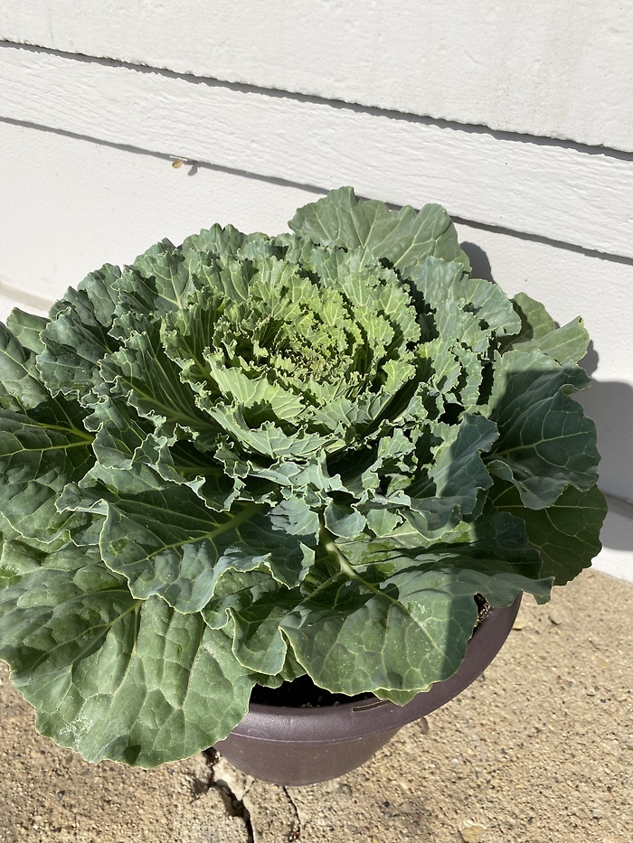 12\'\' Garden Cabbage
