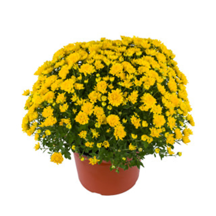 Garden Mum 2 gallon size, yellow color  only