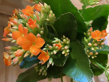 Kalanchoe Plant 4” assorted colors