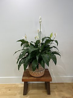 Peace Lily with Terra Cotta Woven Pot