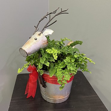 Green Plant in Reindeer Planter