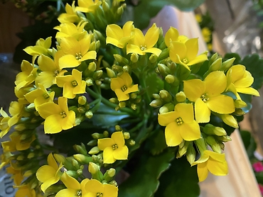 Kalanchoe Plant 4” assorted colors