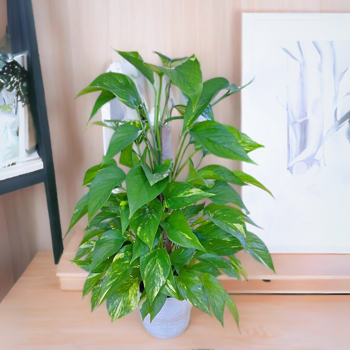Pothos on Pole