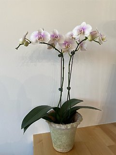 Orchid Plant 4\'\' Assorted Color