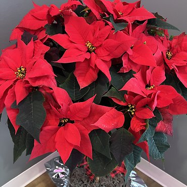 Poinsettia Tree 10\"