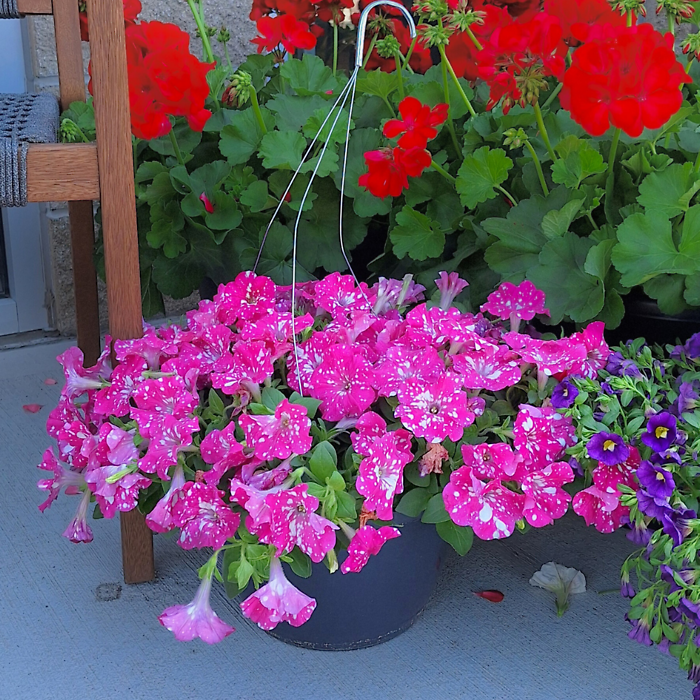 10\" Hanging Basket