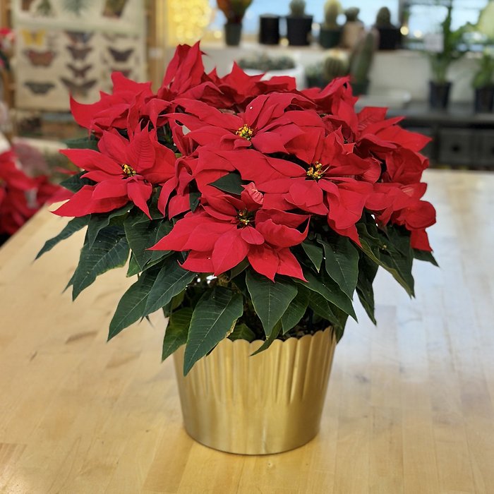 Red Poinsettia 8.5\" with Keepsake Gold Pot